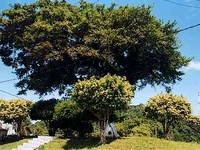 hoteis-em-cananeia-sp-figueira-centenaria