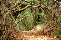 hoteis-em-parque-das-dunas-rn-trilha-peroba